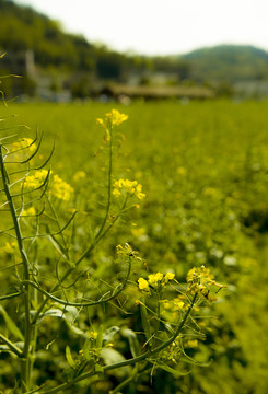 油菜花