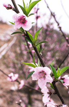 粉色桃花