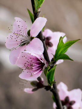 一束桃花