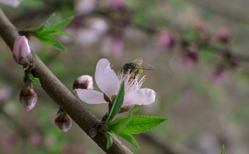 一树桃花