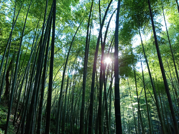 夏日竹林