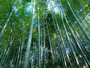 夏日竹林