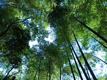 夏日竹林