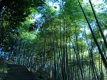 夏日竹林