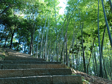 夏日竹林