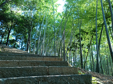 夏日竹林