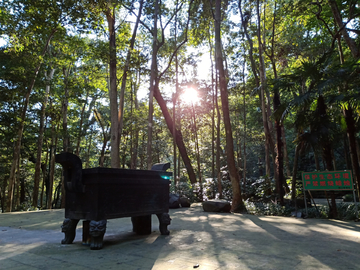 夏日竹林