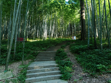 夏日竹林