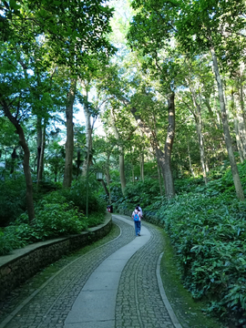 竹林小路