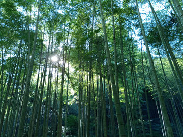 夏日竹林