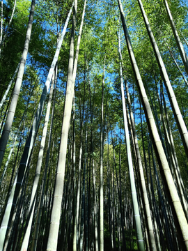 夏日竹林