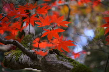 红来枝头