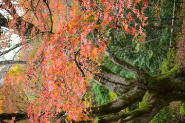 红叶和老树
