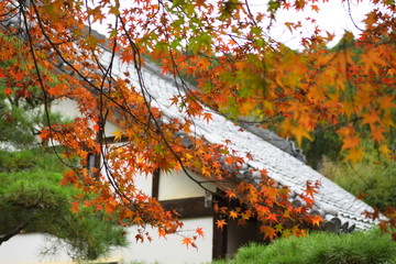 红叶和松