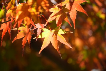 秋叶闪烁