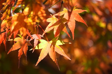 秋叶红光
