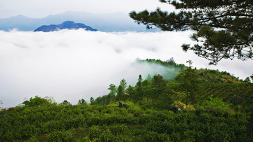 高山茶园