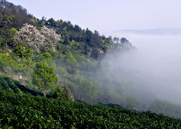 高山茶园