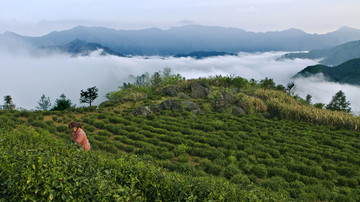 高山茶园