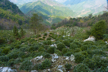 高山茶园