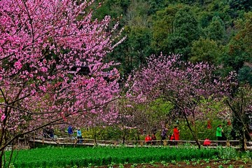 桃花田园