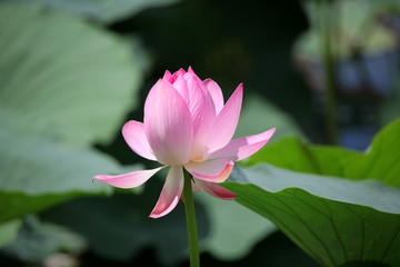蓮花