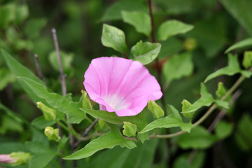 牵牛花