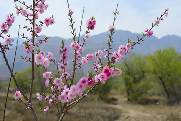 桃花