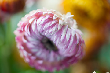 非洲菊特写