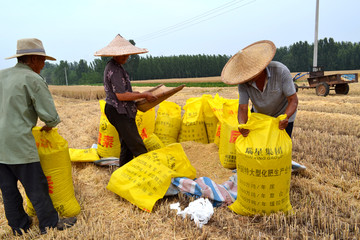 农民收获