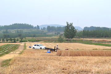 田野