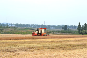 机械收割麦子