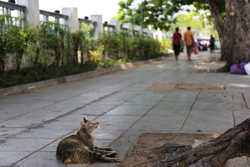 泰国大皇宫里的猫