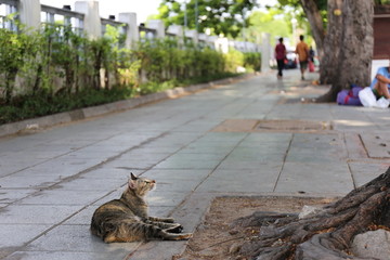 泰国大皇宫里的猫