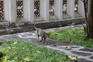 曼谷寺庙里的猫