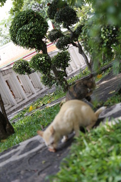 泰国寺庙猫咪