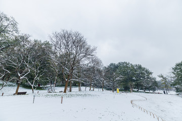 杭州太子湾公园雪景