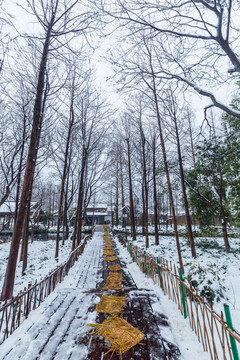 杭州西湖雪景