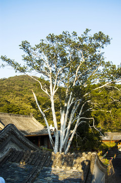 潭柘寺