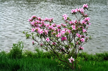 杜鹃花