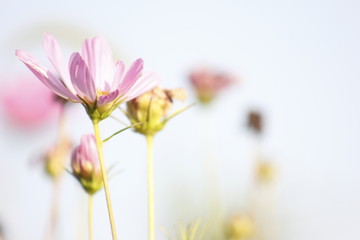 灿烂的格桑花