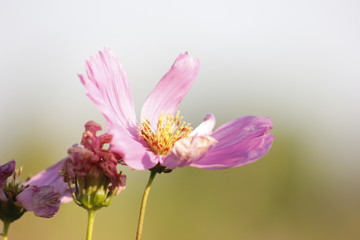 灿烂的格桑花