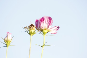 灿烂的格桑花