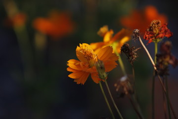 灿烂的格桑花