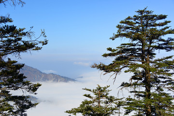 原始森林和远山云海