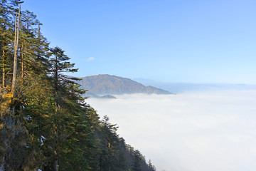 原始森林和远山云海