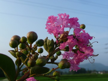 紫薇花