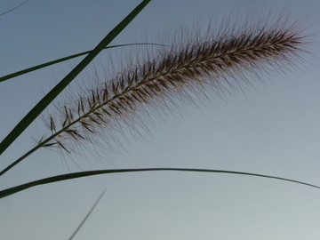 狗尾草