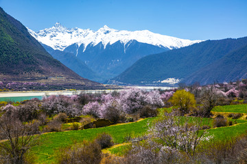 林芝桃花雪山