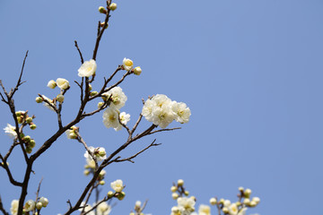 北方春天的梅花